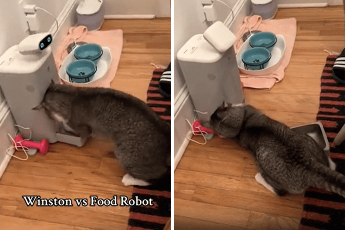 Rescue Cat Who Will ‘Do Anything for Food’ Attacks Robot, Wins - Newsweek