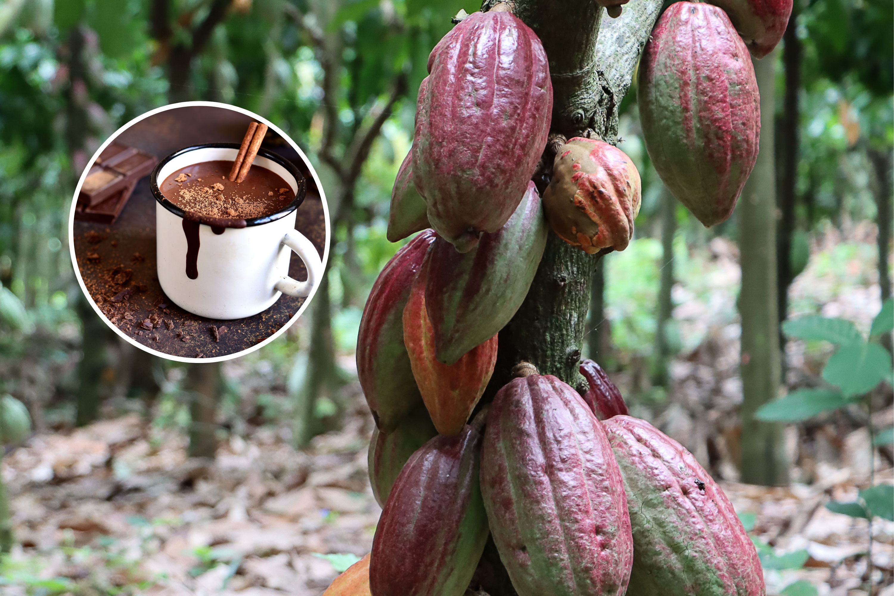 2358898-cacao-plant.jpg?w=1600