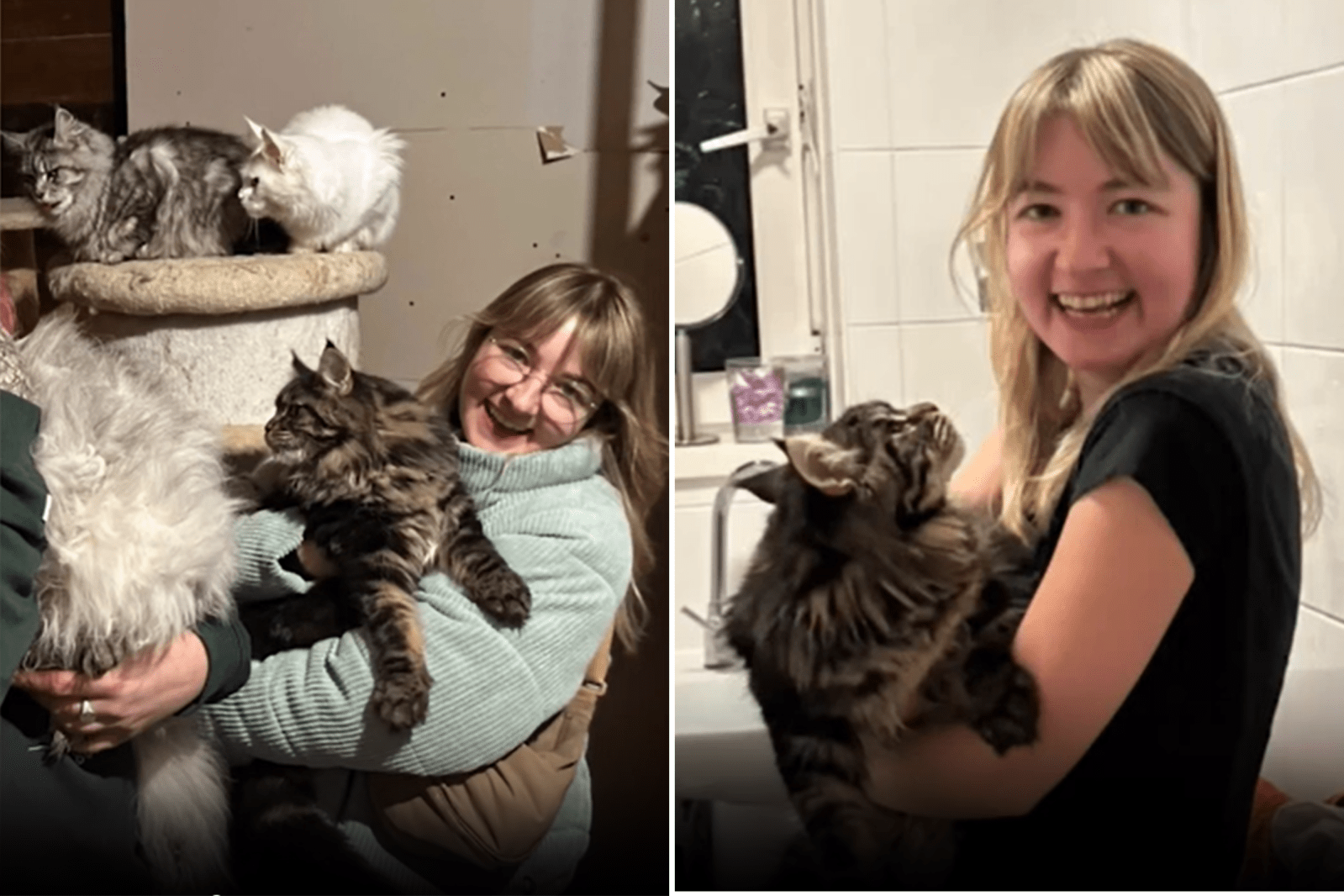 Woman Suspiciously Offered ‘Free Maine Coon From Barn’—She Doesn’t Hesitate