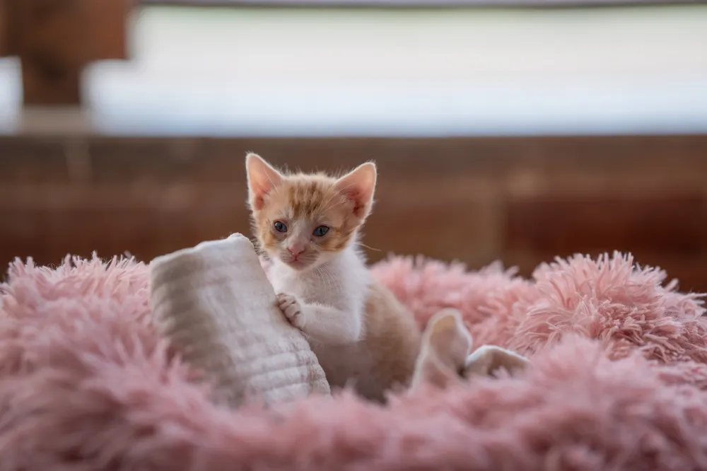 Kitten Found ‘Paralyzed’ in Drain Finally Learns to Walk—Finds Forever ...