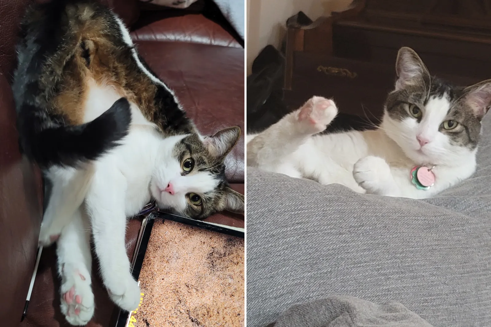 Cat Who Drinks Out of Own Glass Wins Pet of the Week - Newsweek