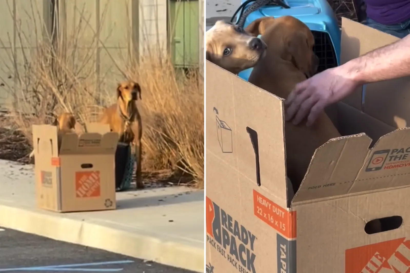 Shelter Finds Terrified Dog and Her Puppies Tied Up and Abandoned ...
