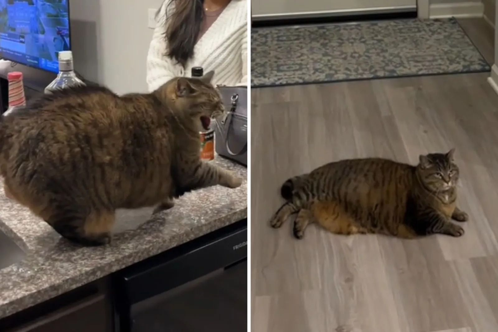 Watch How Cat ‘Asserts Dominance’ When Owner Has Guests Over - Newsweek