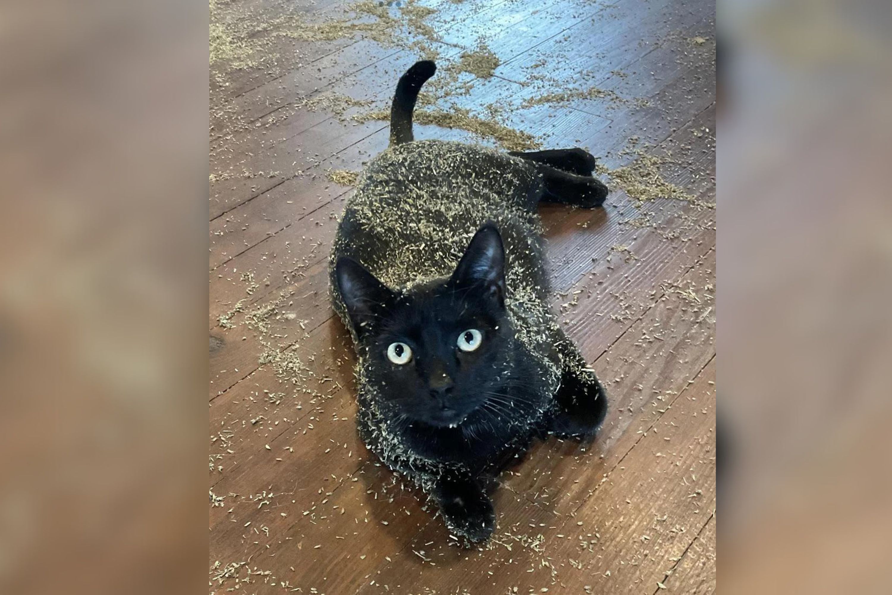 Owner Arrives to Shocking Scene as Cats Team Up to Open 5-Pound