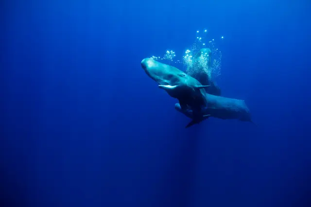 sperm whale Azores Portugal