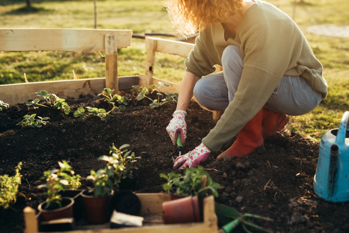 Woman Thinks Tomatoes Grow in Her Yard—Then Has Horrifying Realization