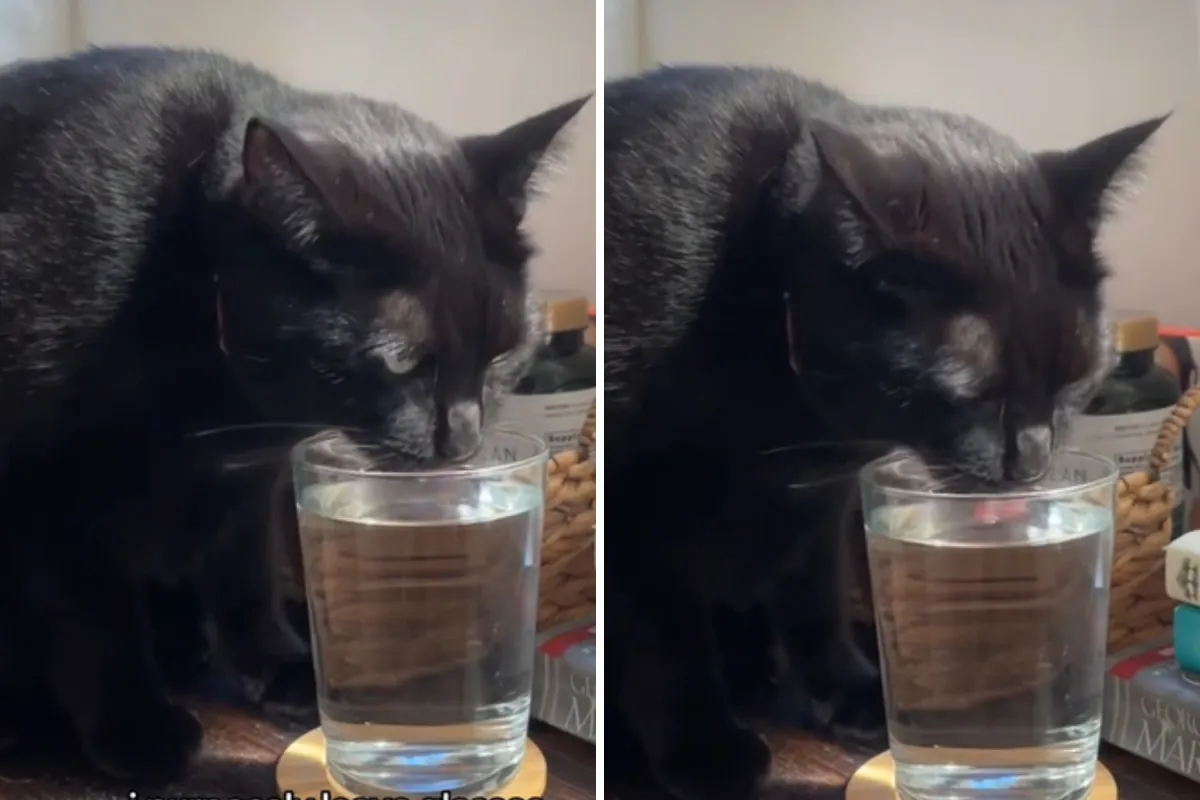 Owner’s Trick to Get Her Cats to Drink More Water Has Internet in ...