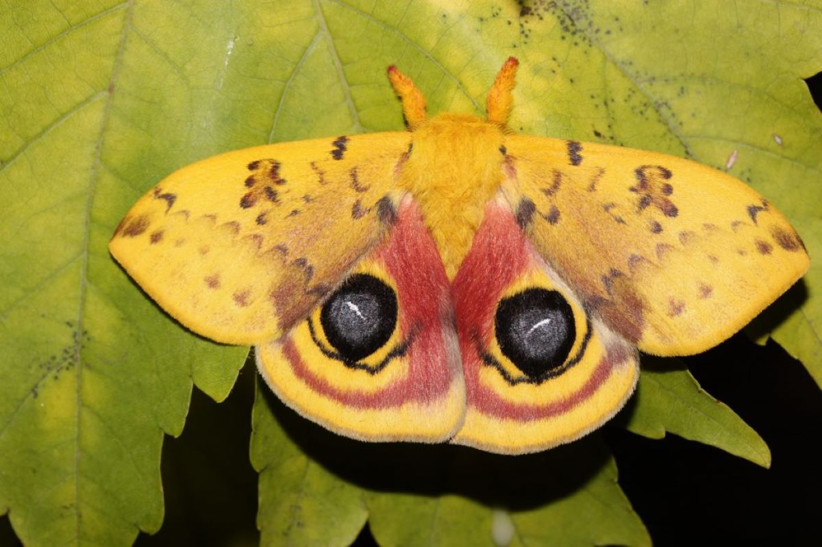 Southern US Cities Seeing 'Shocking' Moth Declines - Newsweek
