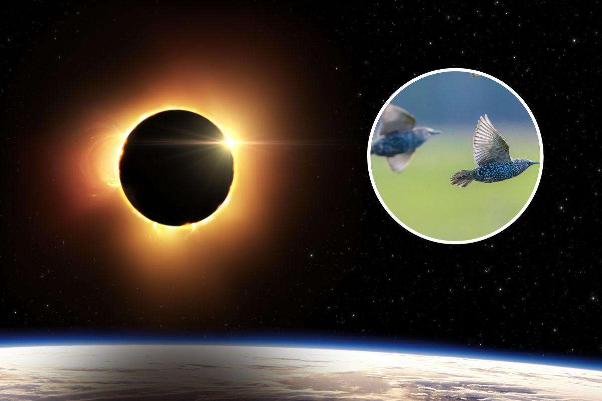 Solar Eclipse May Cause ‘Significant Change’ in Bird Behavior - Newsweek