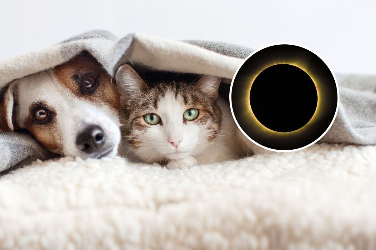Solar Eclipse Impact on Pets Revealed - Newsweek