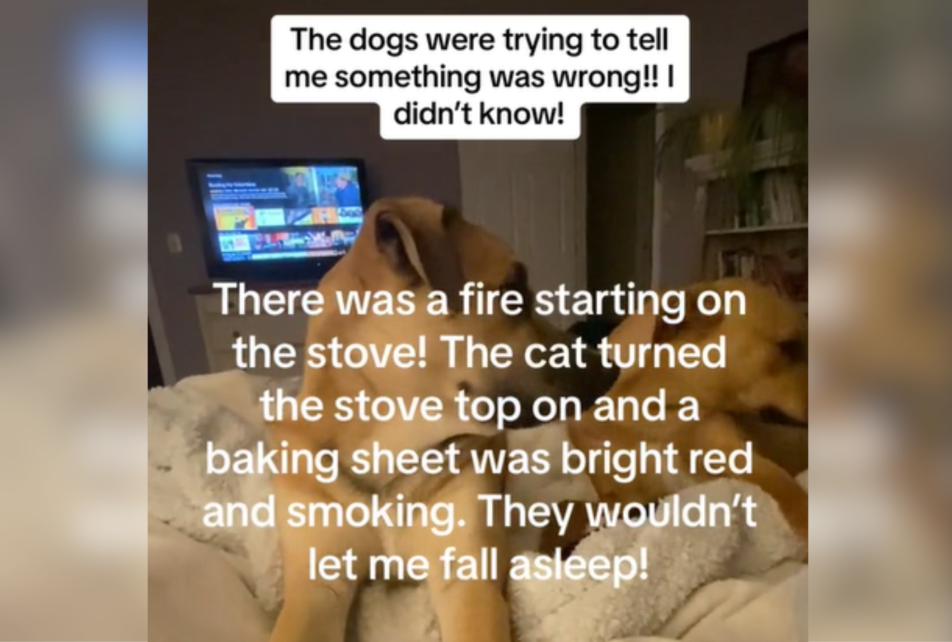dogs save owner form fire