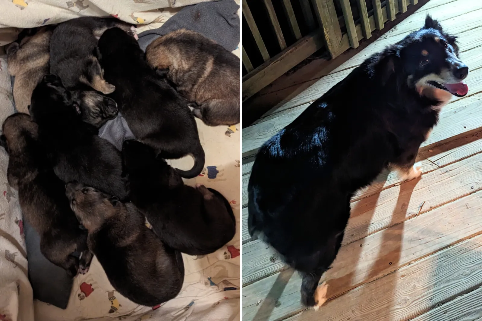 Dog Mom and Litter of 8 Rescued After Puppies’ Dad Killed in a ...