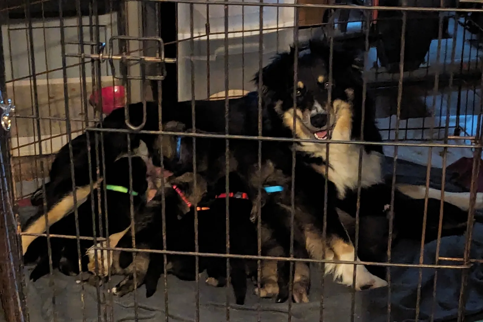 Dog Mom and Litter of 8 Rescued After Puppies’ Dad Killed in a ...