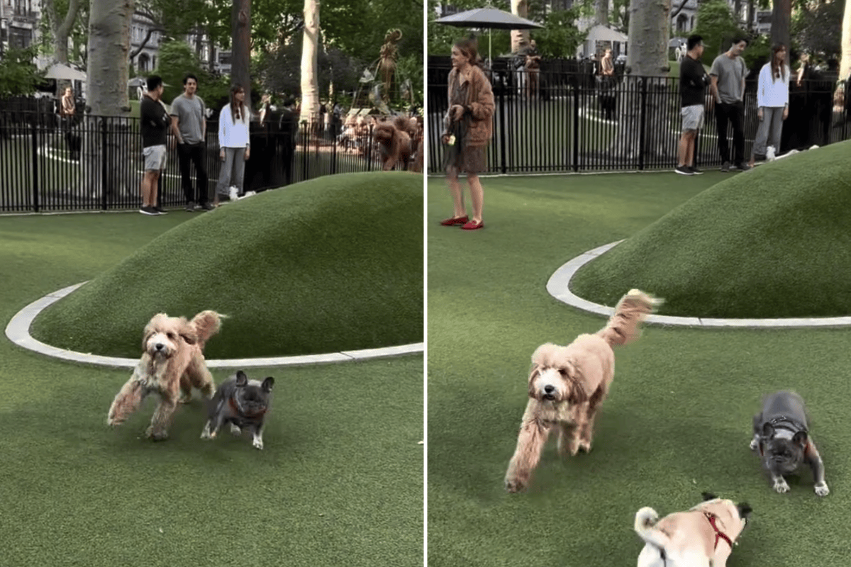 ‘Socially Anxious’ Labradoodle Taken to Dog Park, Goes Exactly as ...