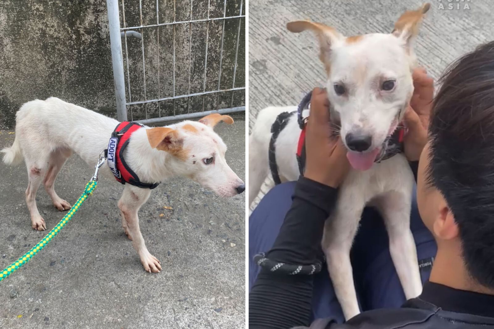 Dog Trapped Inside Wall for a Month Rescued When New Tenant Heard ...