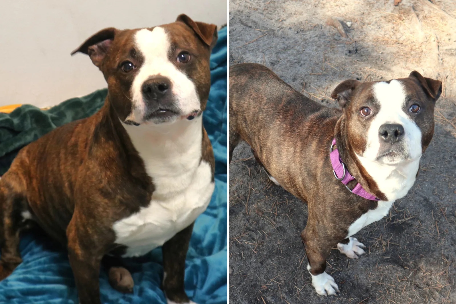 Dog Abandoned in a Park Now Living ‘Best Life’ Pampered by Senior ...