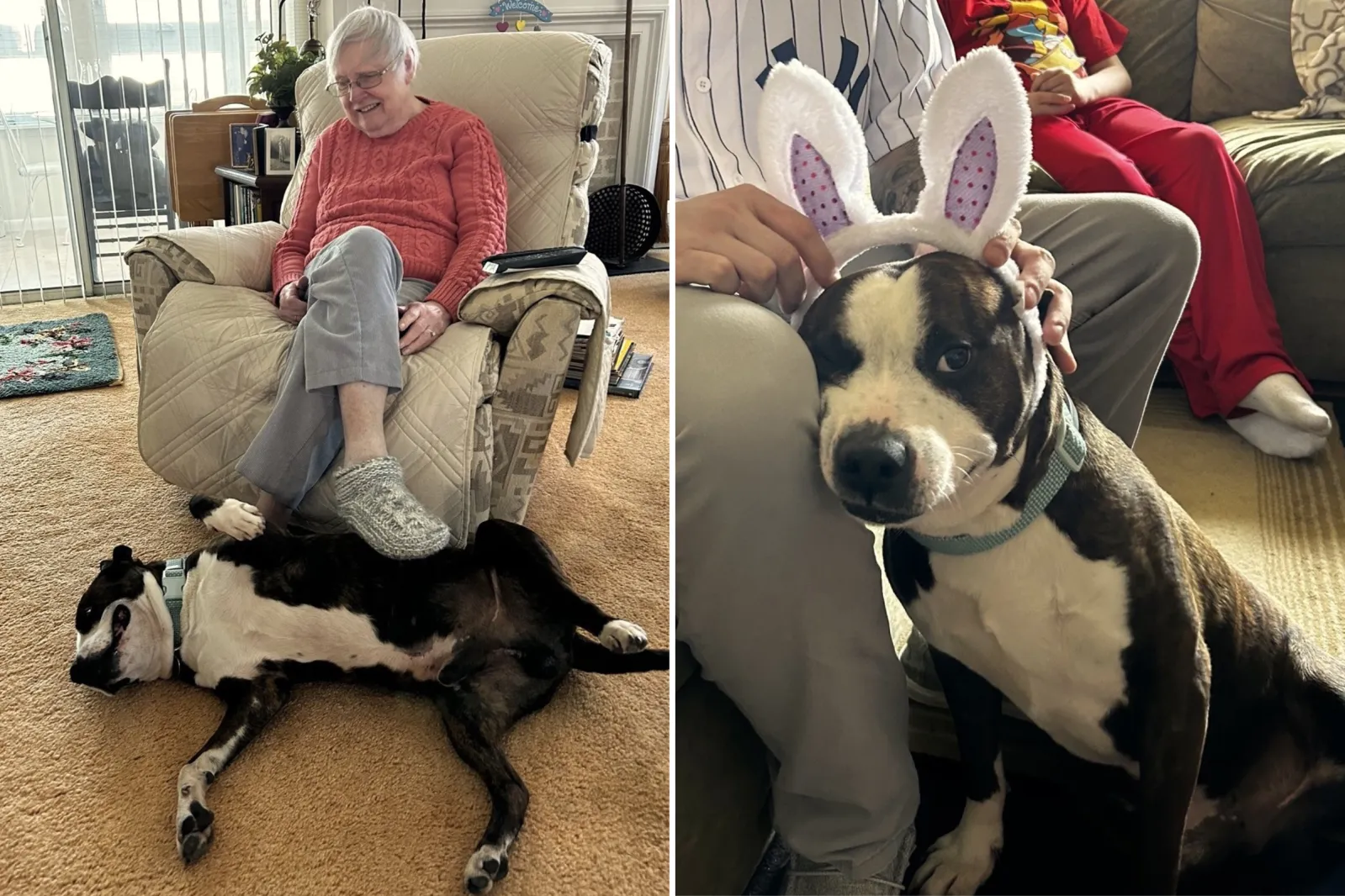 Dog Abandoned in a Park Now Living ‘Best Life’ Pampered by Senior ...