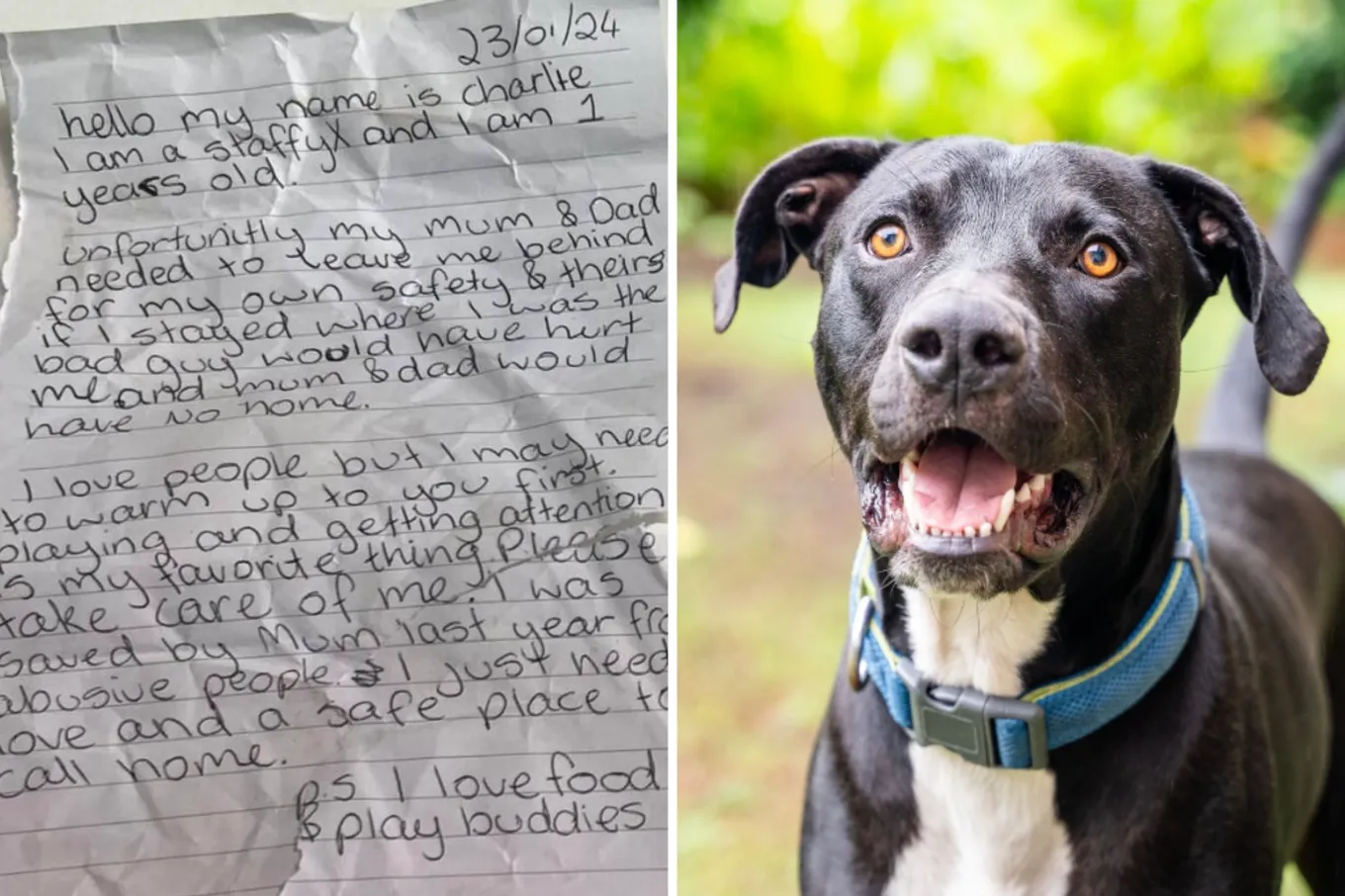 Dog Abandoned in Park With Heartbreaking Note on Collar - Newsweek