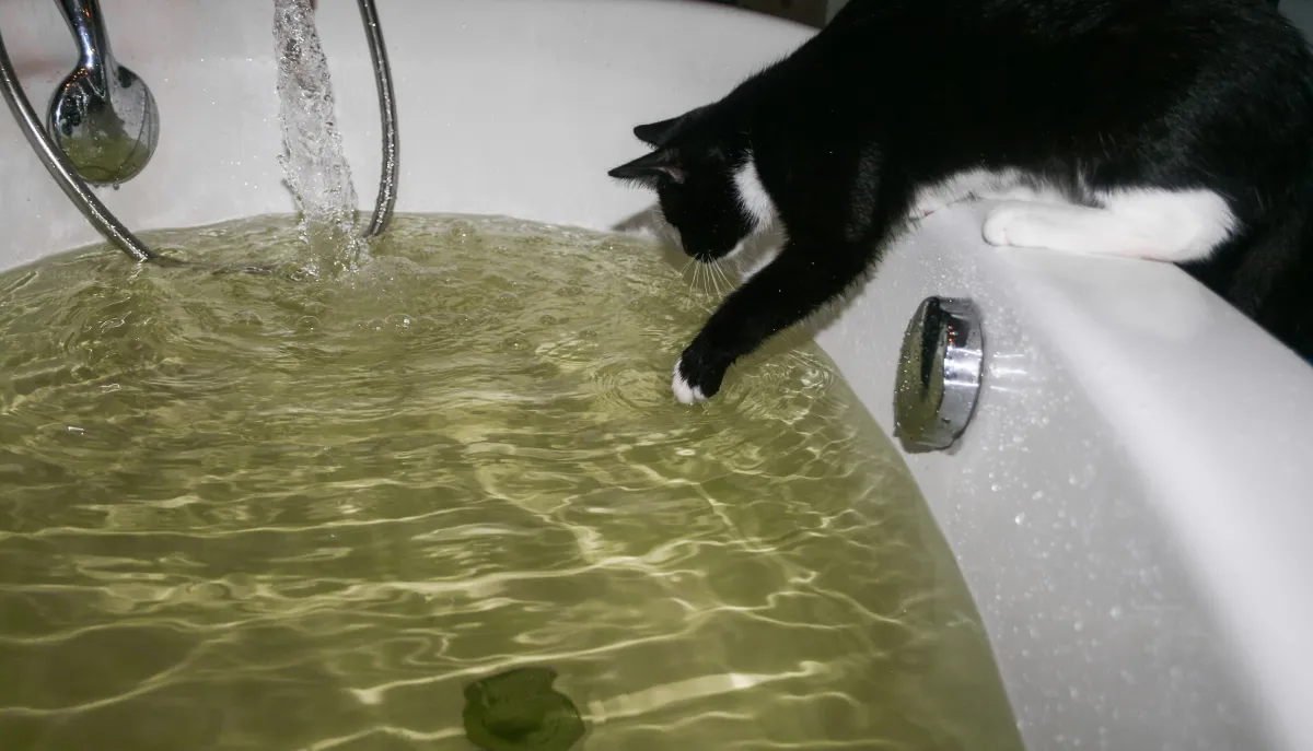 Photo inspiration: Woman Shares What Happens When Cat Loves Baths As Much Photo Inspiration