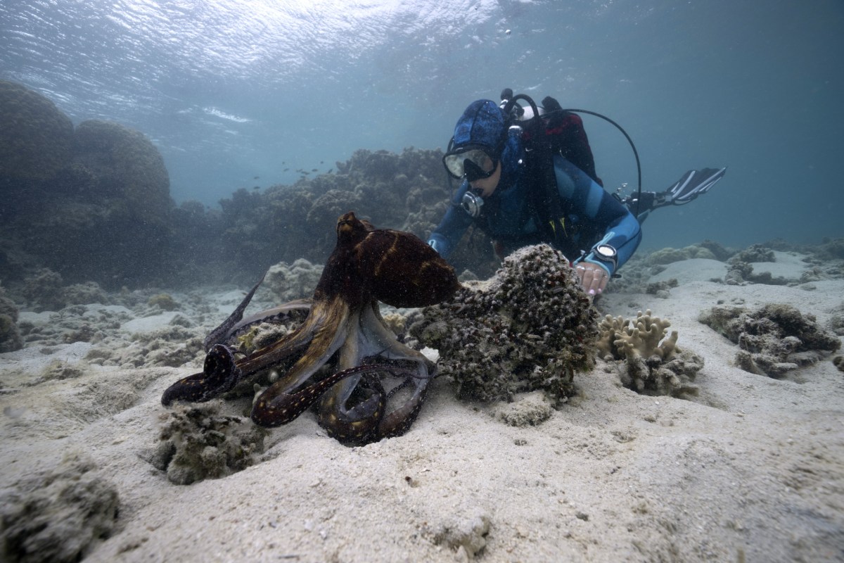 ‘Incredible’ Clip Shows Scientist and Octopus ‘Communicating’ in the ...