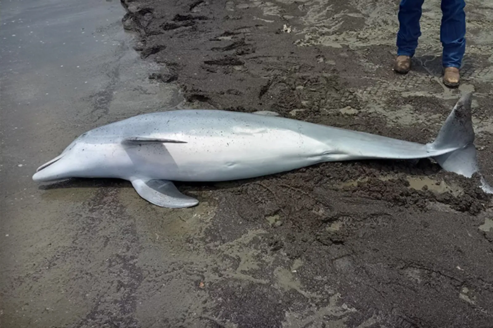 dolphin shot with gun