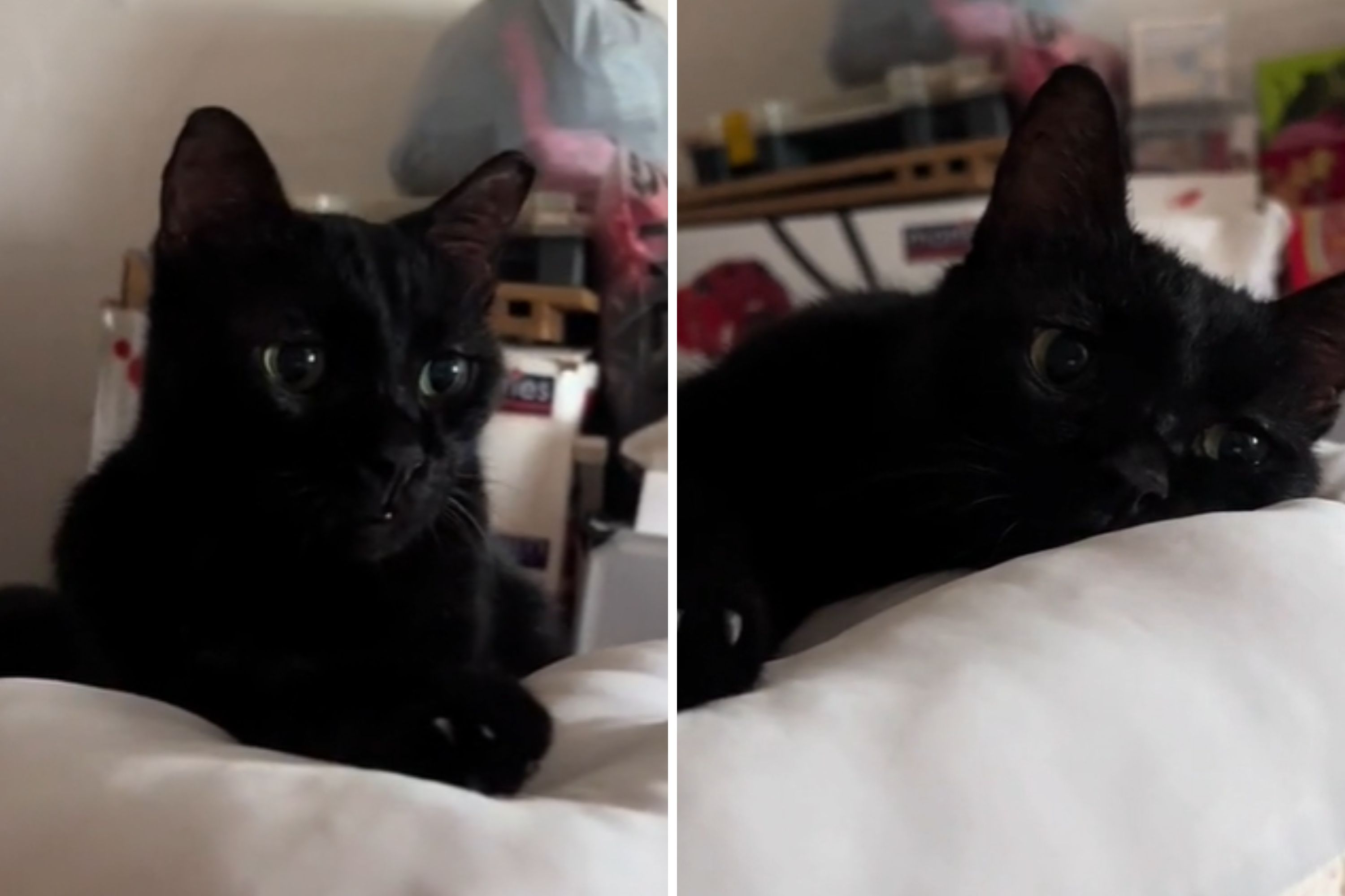 Internet Sobs at How 10-Year-Old Stray Reacts to Their First Time