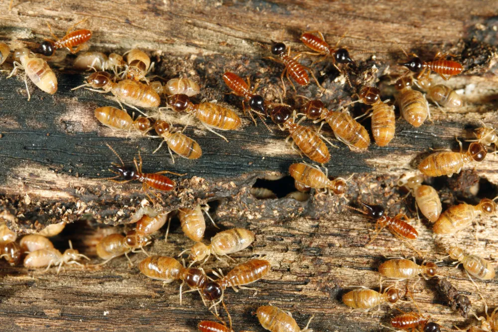 Tyramite Invation American Cities Face Mass Termite Invasion, Scientists Warn - Newsweek