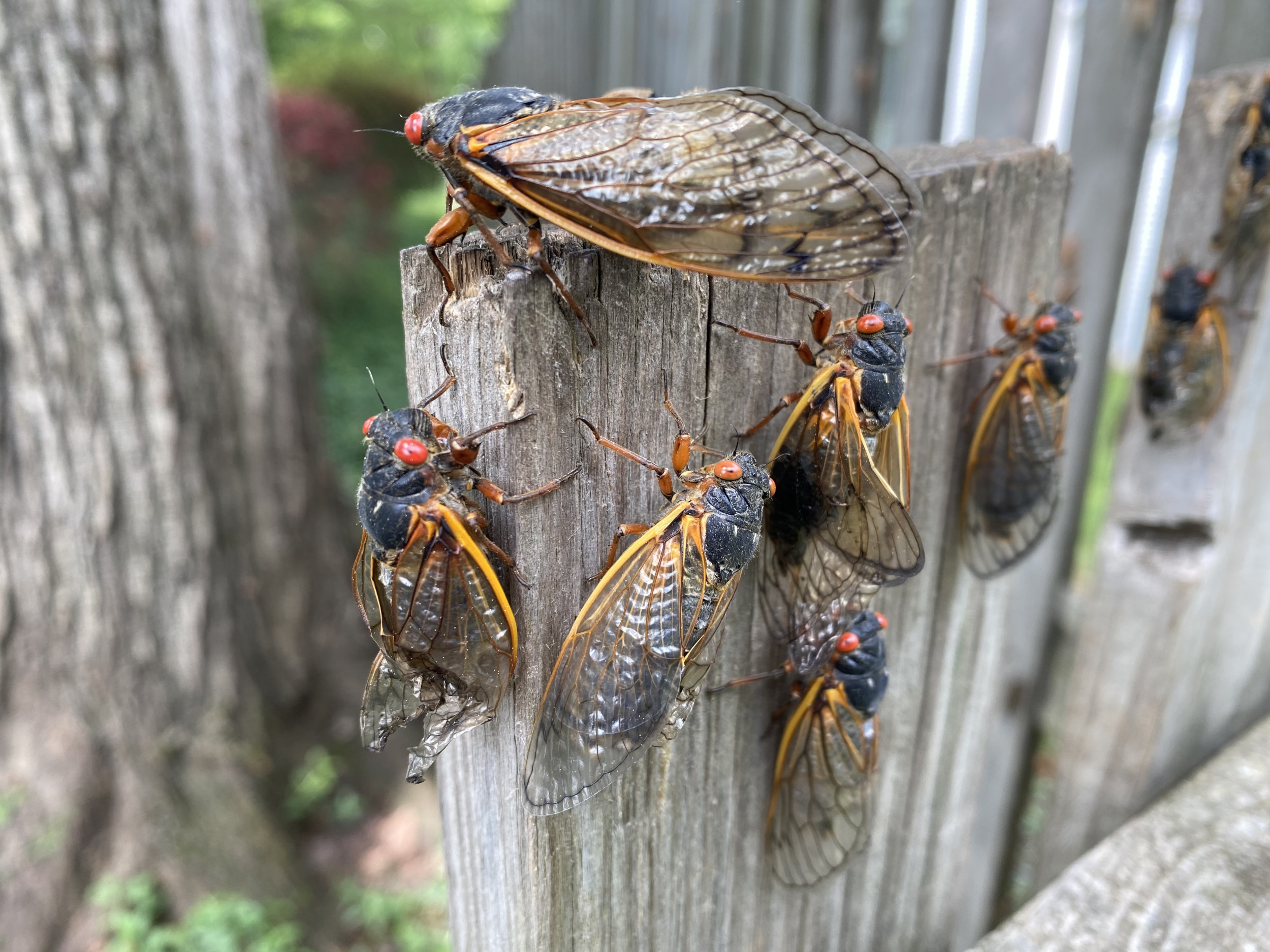Cicada Double Invasion to 'Utterly Cover' Parts of the US