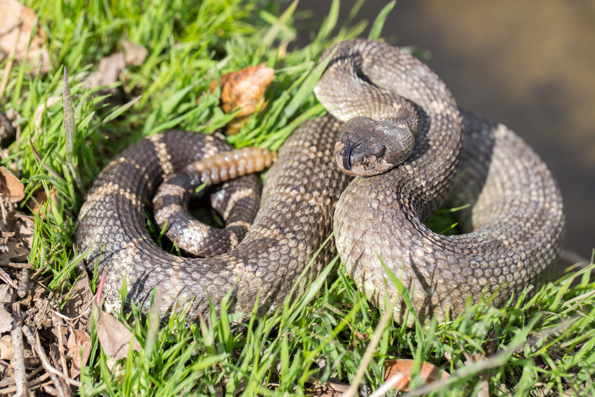 Can You Spot the Deadly Rattlesnake Lurking in Patch of Oklahoma