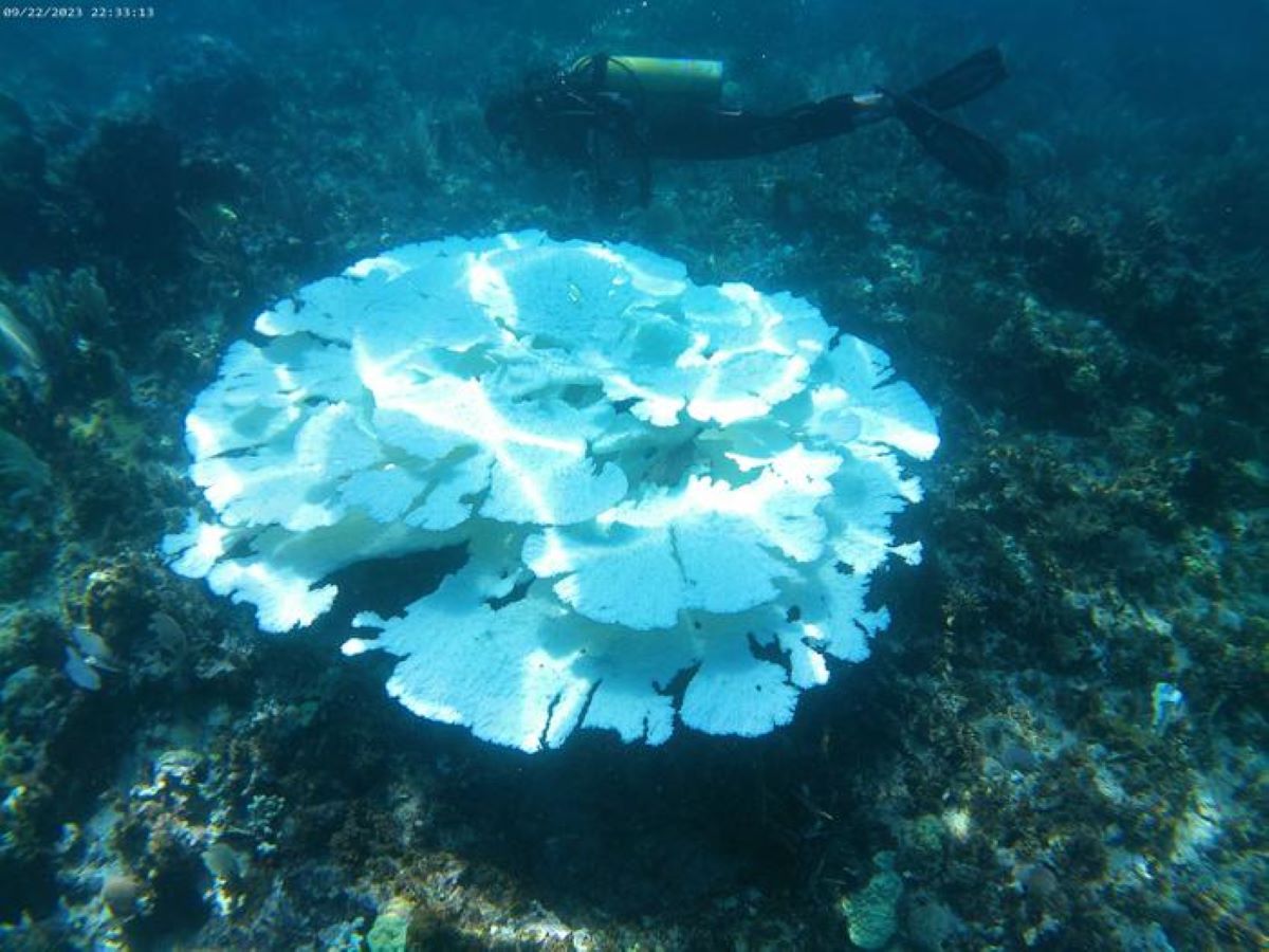 Large-Scale' Changes in Ocean Circulation May End Coral Reefs
