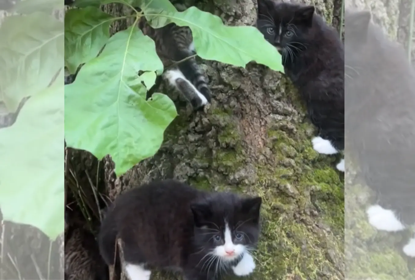 Woman Discovers Stray Cat Kittens on Her Tree, Everyone Asks Same