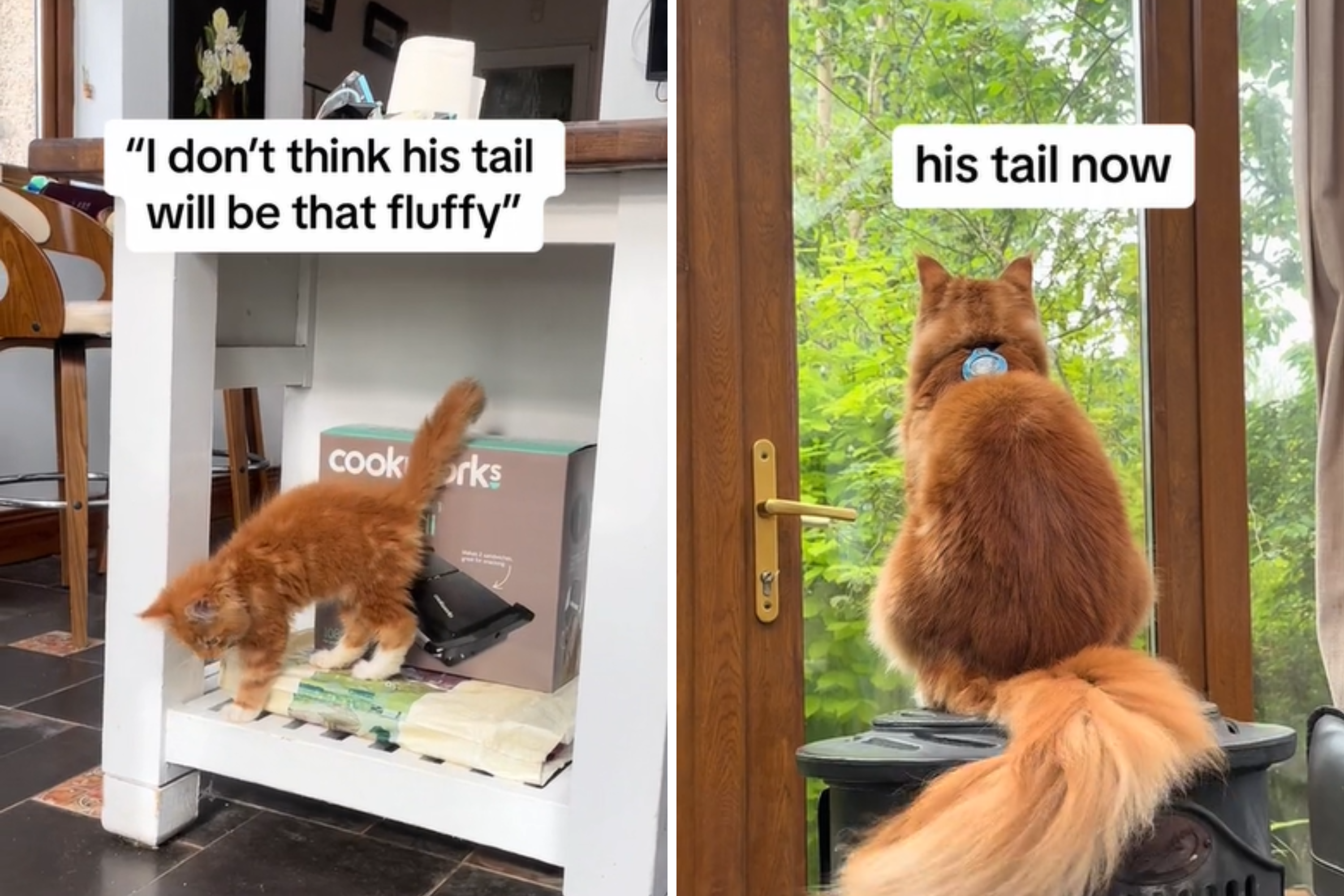 Woman Thinking Kitten's Tail Wouldn't Be Fluffy Shocked At