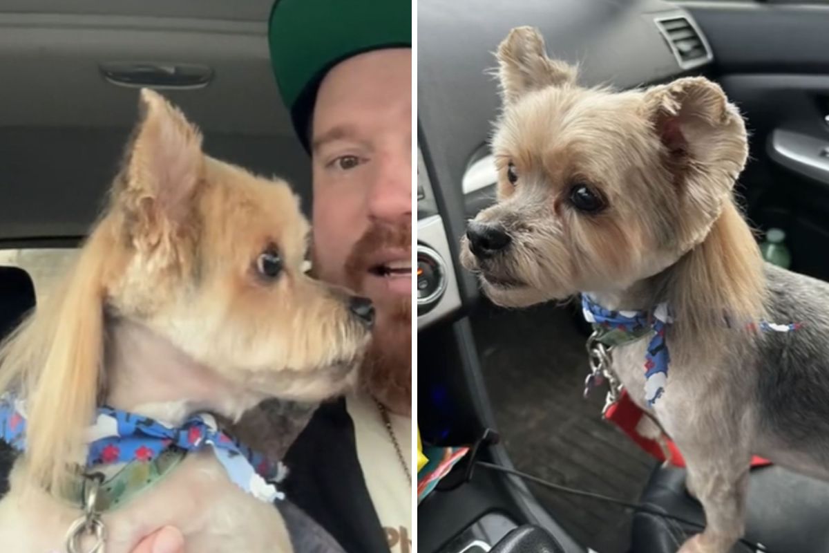 Man Brings Tiny Dog for a New Haircut, Can’t Cope With End Result ...