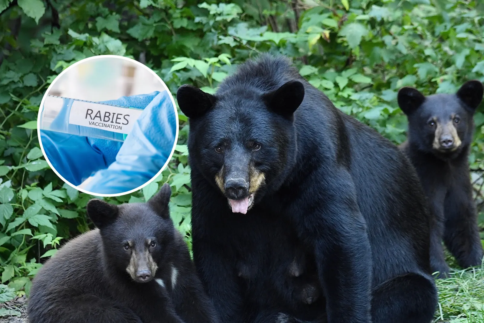 Rabies Warning as Disease Detected in Connecticut Black Bear - Newsweek