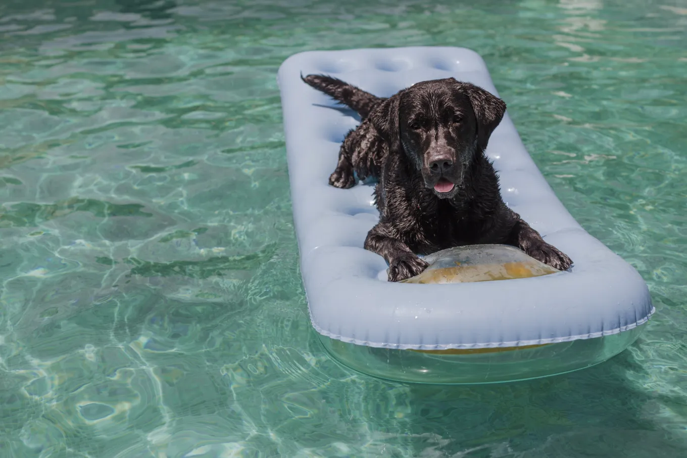 Dog ‘Living Best Life’ in Pool While Owner Cleans Has Internet in ...