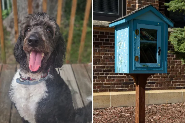 Woman Finds Dog Treat Box During Walk, What’s Inside Leaves Her ‘Crying ...