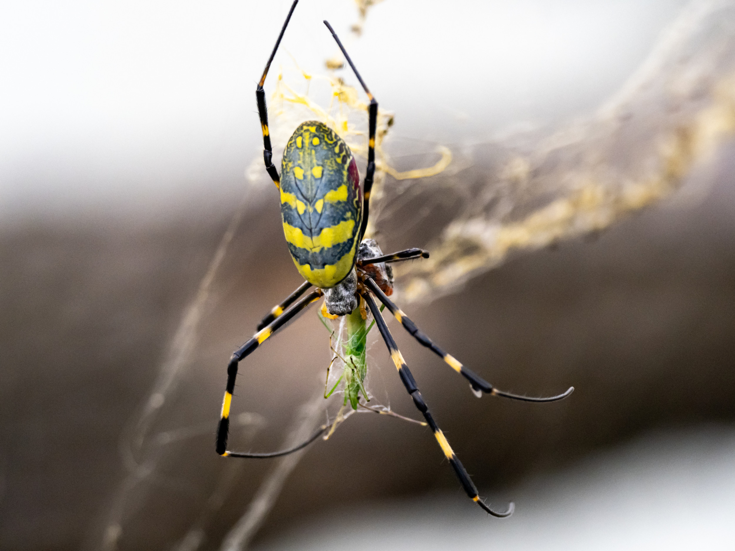 U.S. Facing Invasion of Giant Venomous Flying Spiders - Newsweek
