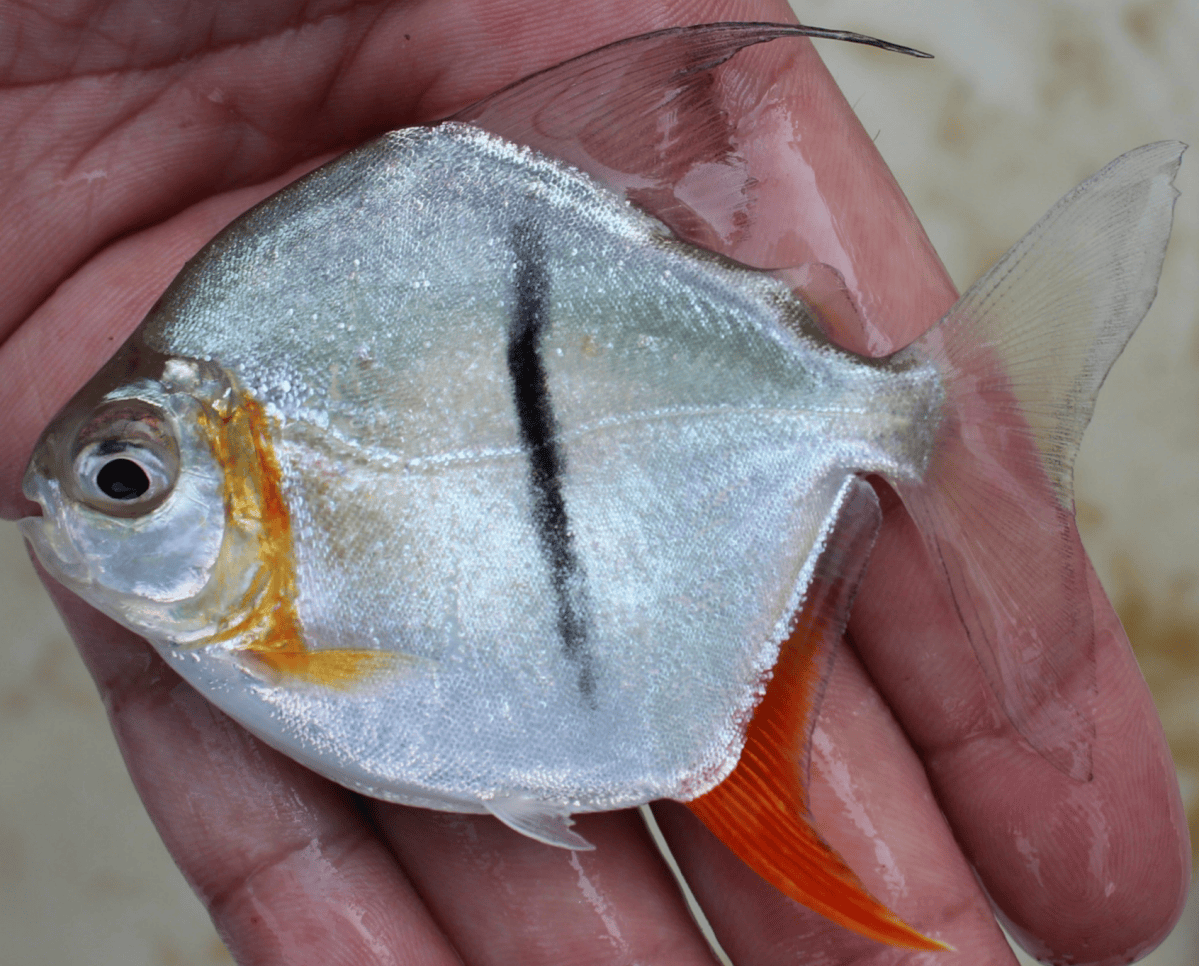New ‘Lord of the Rings’ Fish Species Discovered - Newsweek