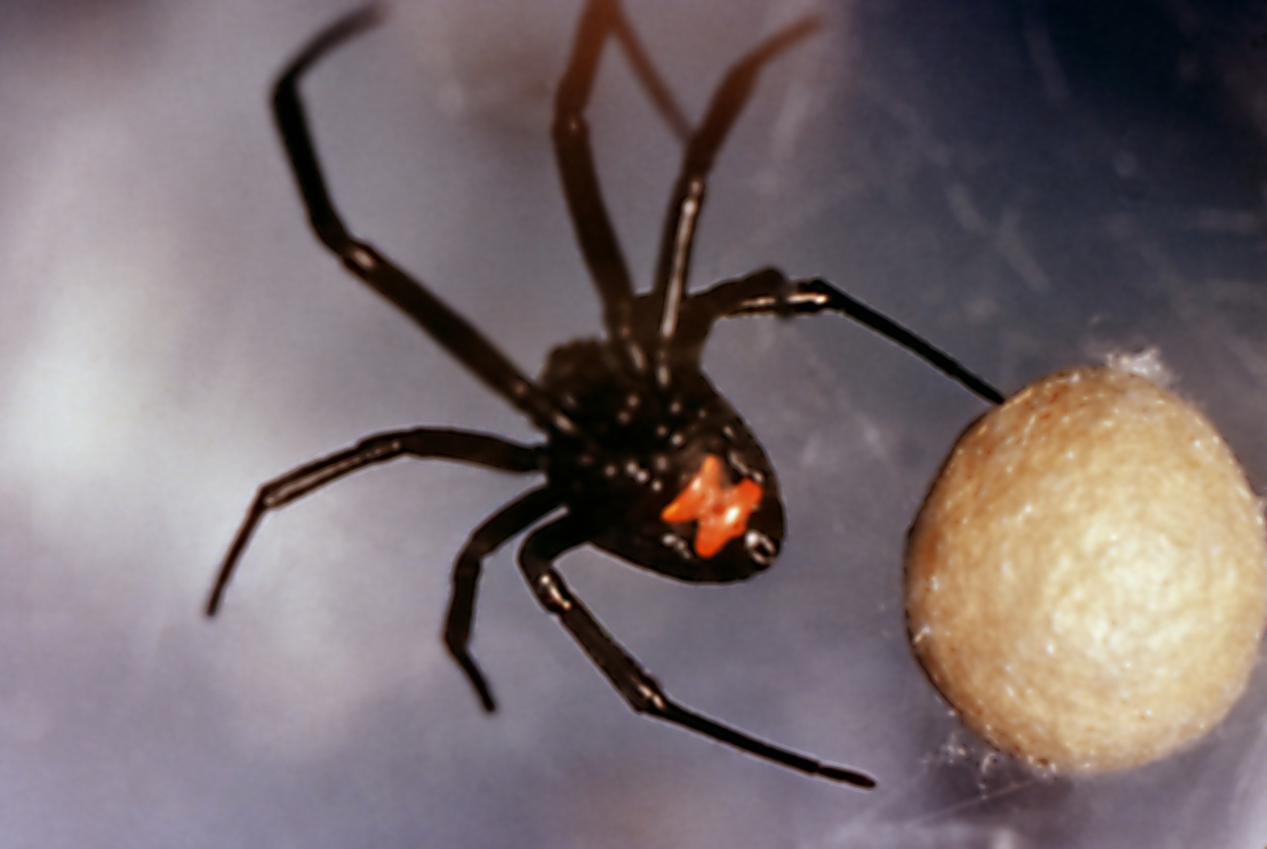 Map Shows One State Safe From Black Widow Spiders - Newsweek