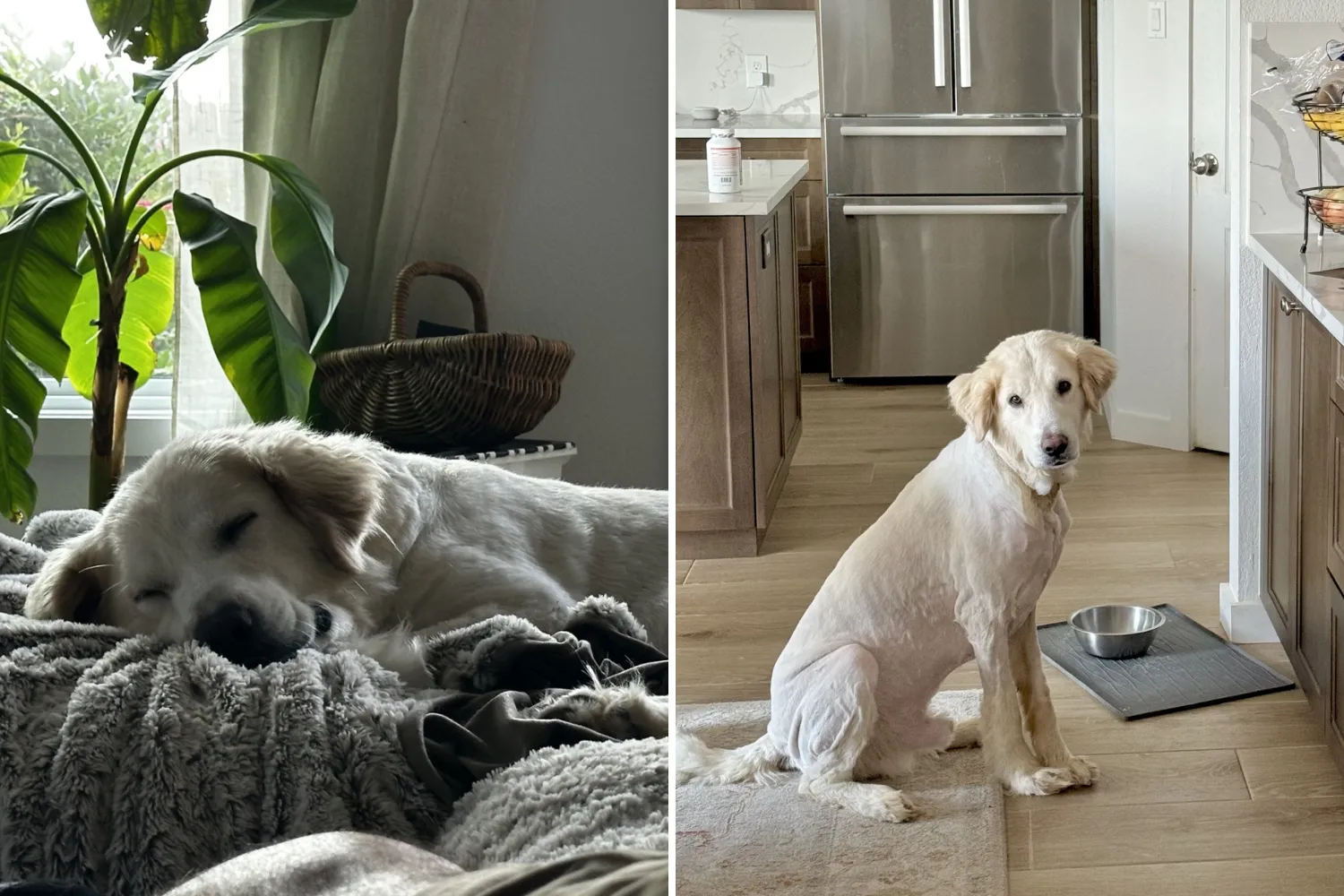 Rescue Dog With Rope Embedded in Neck Goes From ‘Feral’ to Adopted in ...