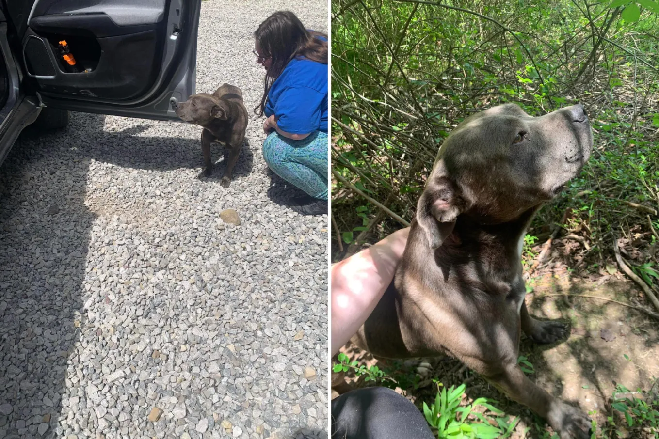 Abandoned Dog Leads Rescuers to Body of Pit Bull Hanged From a Tree ...