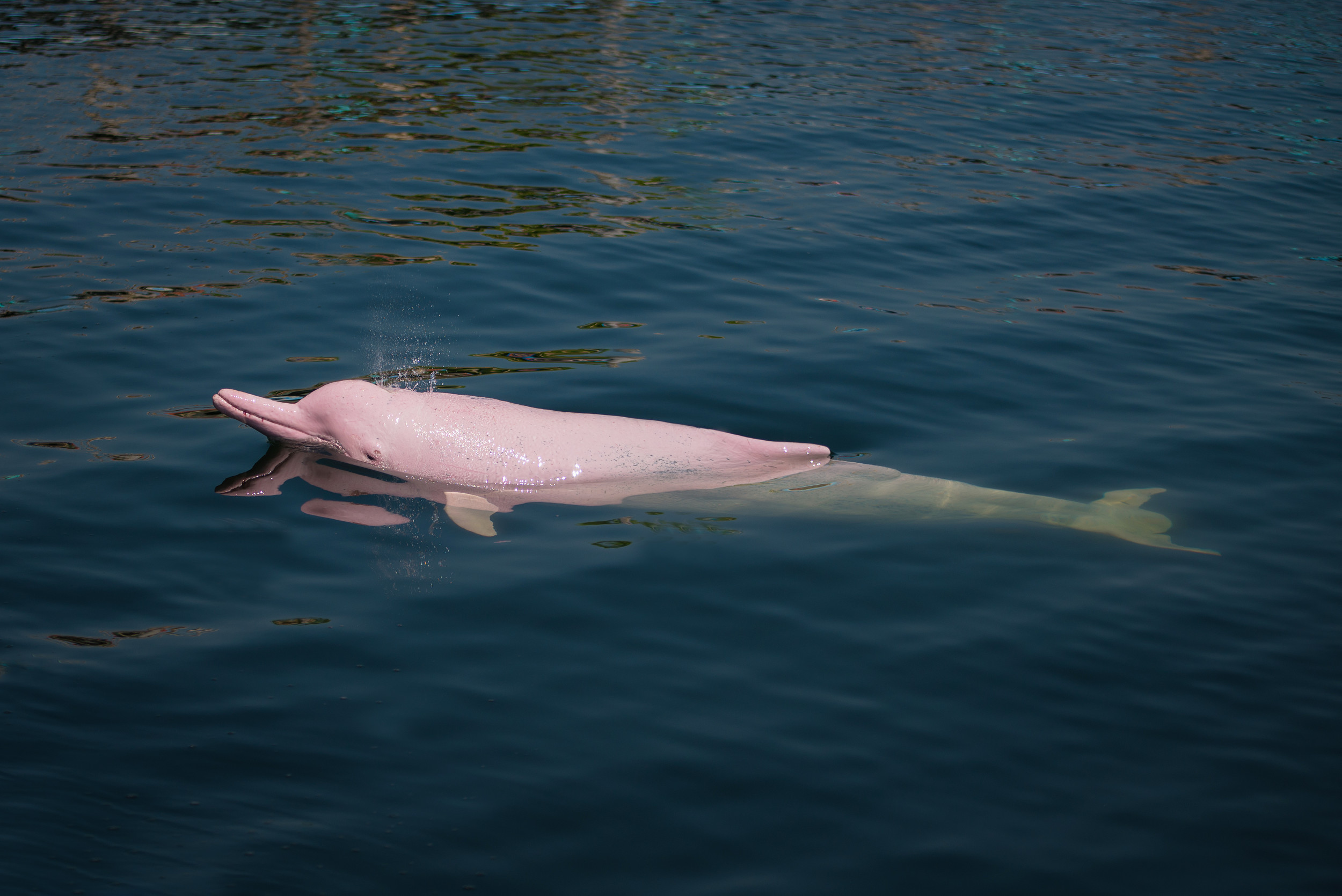 Fact Check: Have Pink Dolphins Been Seen in North Carolina? - Newsweek