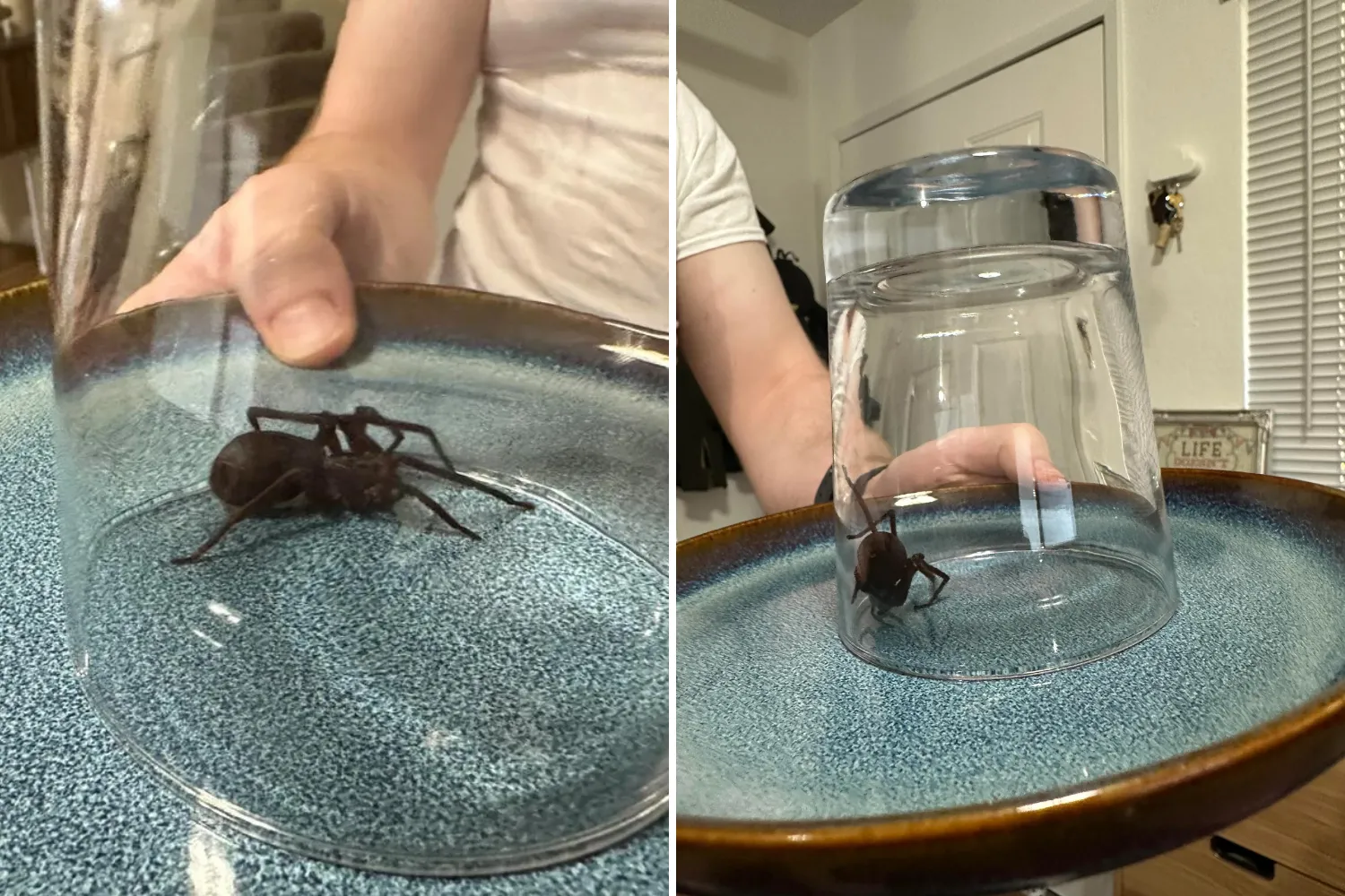 Horror as Woman Unpacks Suitcase From Africa, Discovers Living