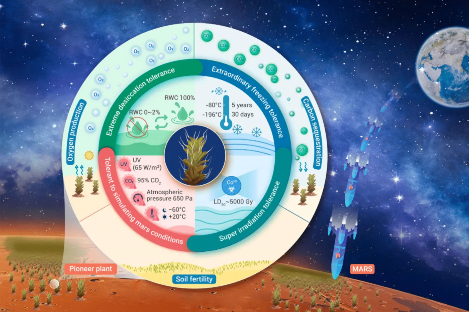 Mars Botanical Plant Identified That Could Grow on Mars - Newsweek