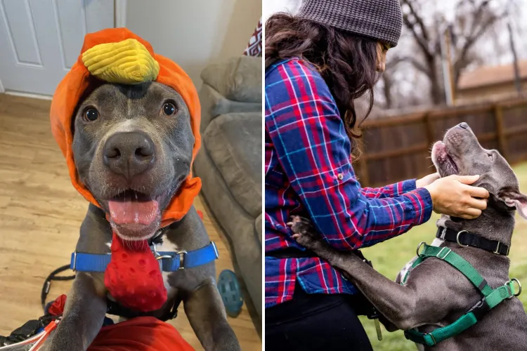 Dog Who Has Spent Half His Life in Shelter Still Hopes for Forever Home ...