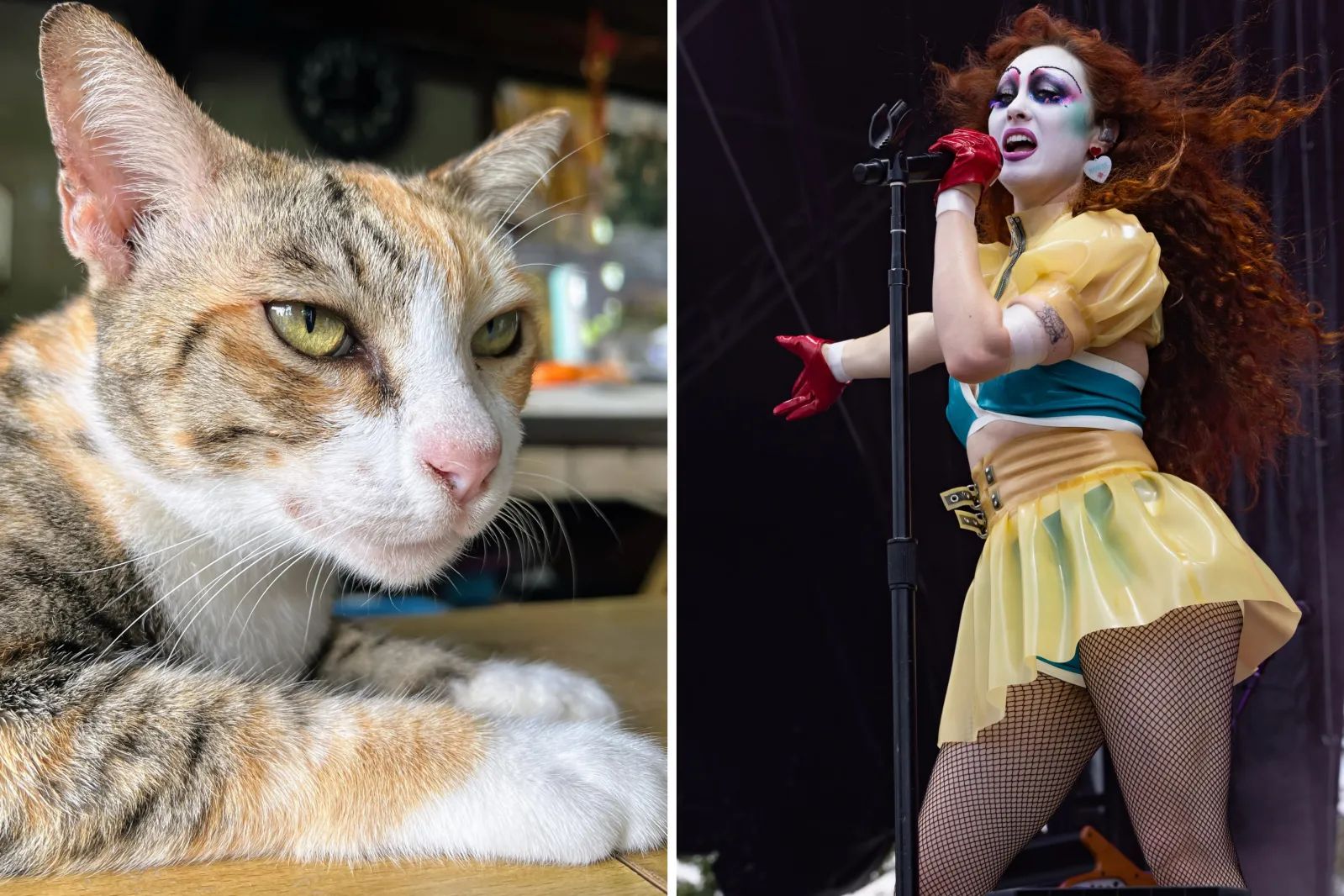 Cat Sits On Table And Chappell Roan