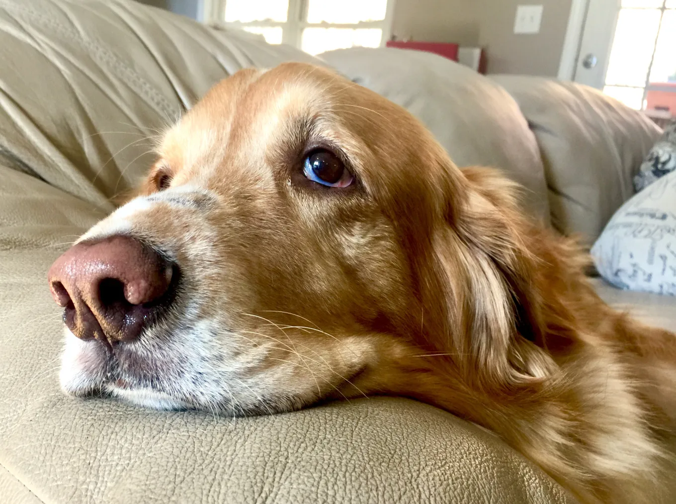 Visual Reference: Tears At Dog S Reaction When Owners Share They Re