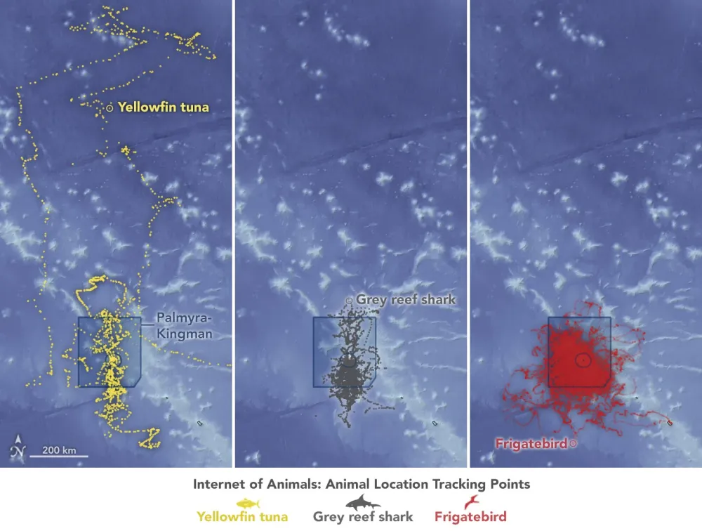NASA’s ‘Internet of Animals’ Helps Protect Life on Remote US Territory ...