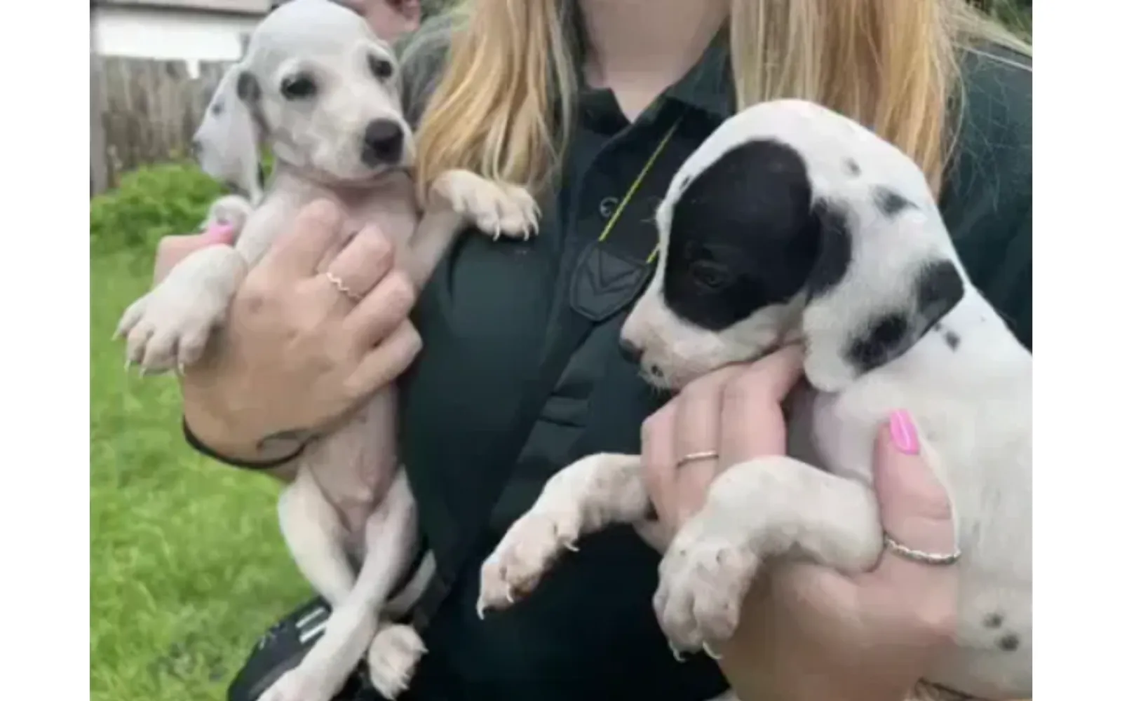 ⁠Dozens of Puppies Rescued as Woman Charged With Animal Cruelty - Newsweek