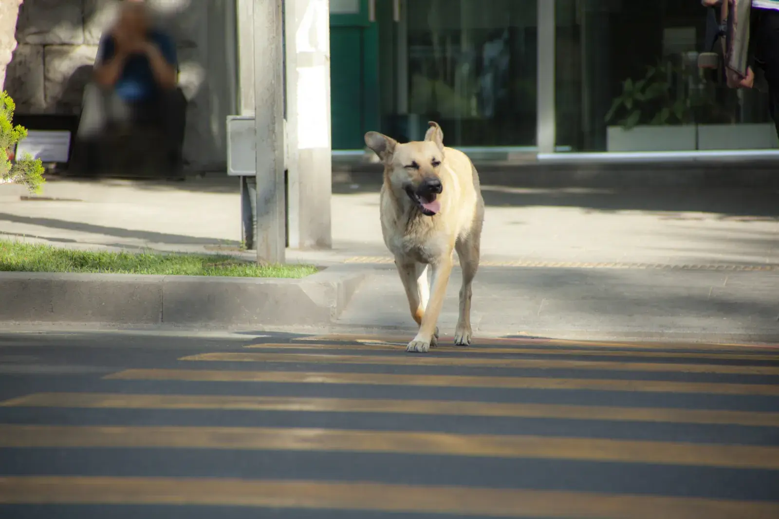 How to Teach Dogs to Wait Calmly at Crosswalks on City Walks: Expert Tips